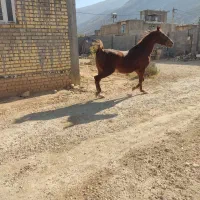 مادیان ترکی قدیمی روزگاری