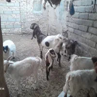 س چندعدد بز فروشی|حیوانات مزرعه|زابل, |دیوار