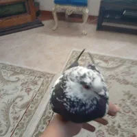 کفتر دستی|پرنده|تهران, مشیریه|دیوار