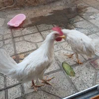 خروس جوان