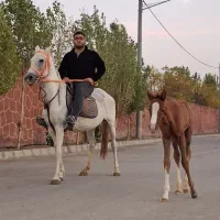 خرید فروش اسب اصیل ترکمن|اسب و تجهیزات اسبسواری|مشهد, میان ولایت|دیوار