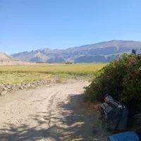 اجاره ۳ هکتار زمین جهت کشت سیفی