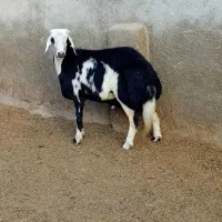 بره قوچ پلنگی هفت ماهه