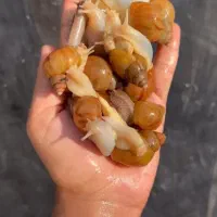 خزنده حلزونهای آچاتینا در انواع سایزها|خزنده|کرمان, |دیوار