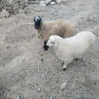 میش و بره
