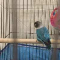 جفت کوتوله برزیلی