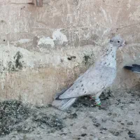 کبوتر|پرنده|کاشمر, |دیوار