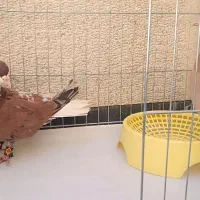 شهری چپ سرور|پرنده|صدرا-فارس, فاز ۱|دیوار