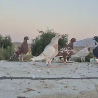 کفتر سوسنی پلاکی ماده
