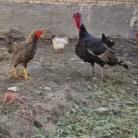 بوقلمون نر|حیوانات مزرعه|مرودشت, فیروزی|دیوار