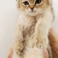 اسکاتیش گلد نر