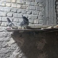 کبوتر|پرنده|شیراز, بهارستان|دیوار