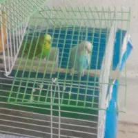 مرغ عشق با قفس یک میلیون تومان