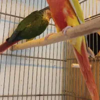 خرید وفروش ،گرینچگ،ردچیک،سانچیک،مونچیک