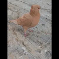 8 طوق کبوتر|پرنده|فردیس, فردیس|دیوار