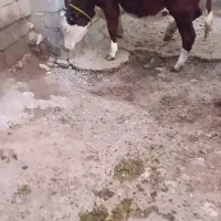 فروش گوساله ماده