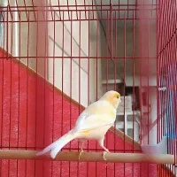 قناری|پرنده|بندرعباس, |دیوار