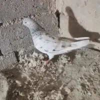 کبوتر سرور ماده|پرنده|بوکان, |دیوار