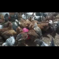 نیمچه مرغ|حیوانات مزرعه|سروآباد, |دیوار