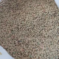 حبوبات