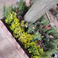 خدمات باغبانی باغچه کاری گلکاری تعویض خاک گلدون گل|خدمات باغبانی و درختکاری|تهران, صادقیه|دیوار