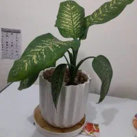 گل دیفن|گل و گیاه طبیعی|ایلام, |دیوار