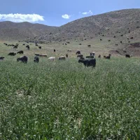 بز زاییده شیرمو و چبش