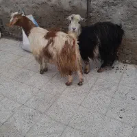 بز‌جوان‌‌مغانی|حیوانات مزرعه|اردبیل, |دیوار