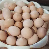 تخم مرغ محلی اورگانیک درجه یک