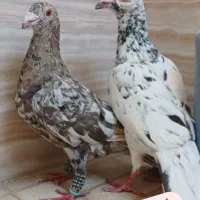 سار سرور|پرنده|چناران, |دیوار