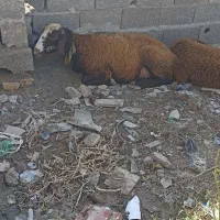 گوسفند داشتی