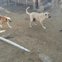 ماده سگ عراقی 3ساله