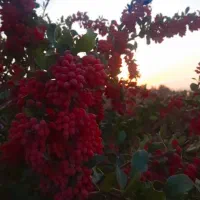 خریدار زرشک تازه نقدی