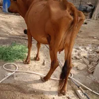 گاو جرسی اصل  با گوساله نرخارجی