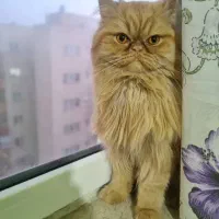 فروش گربه پرشین