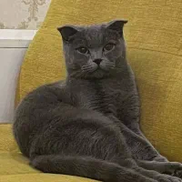 گربه اسکاتیش