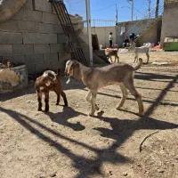 بزغاله|حیوانات مزرعه|برخوار, |دیوار