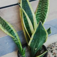 گیاه کرواتی ابلغ وگلد فیلم|گل و گیاه طبیعی|اهواز, شریعتی جنوبی|دیوار