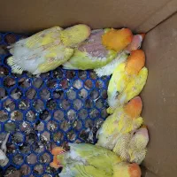 طوطی برزیلی سرلاکی