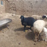 بره همو نژاد دار