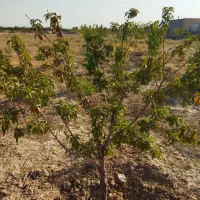 باغ|فروش دفتر صنعتی، کشاورزی، تجاری|اراک, |دیوار