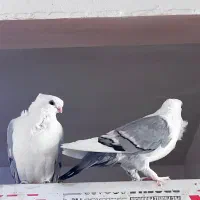 چهارتا اصفهانی اصل درشت رگ دار تضمینی