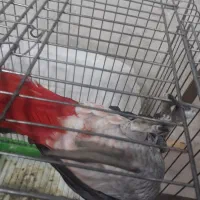 کاسکو|پرنده|اهواز, شهرک دانشگاه|دیوار