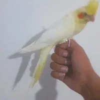 جوجه عروس دستی ، شاه تخم