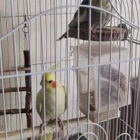 عروس هلندی جفت|پرنده|تهران, حبیب الله|دیوار