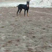 سگ نردوبرمن.مشکی