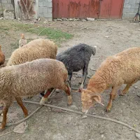 بره نر