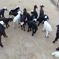 بره شیری قیمت توافقی|حیوانات مزرعه|کرمانشاه, |دیوار