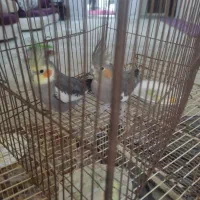 یک جفت عروس هلندی نیمه دستی سیامون