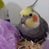 گمشده